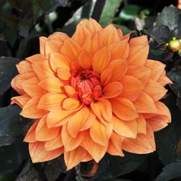Жоржина Missis Trucella фото