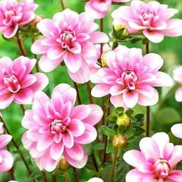 Жоржина Pink Perception фото