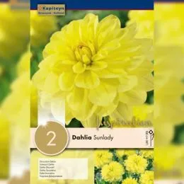 Жоржина Sunlady  (Брендові цибулини KAPITEYN®) фото