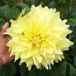 Жоржина Wanda's Capella фото