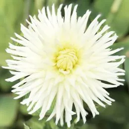 Жоржина White Star фото
