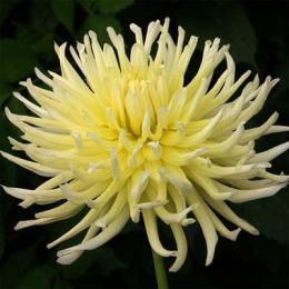 Жоржина Yellow Star фото