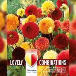 Жоржина кулеподібна Red, Orange and Yellow (Брендові цибулини KAPITEYN®) фото