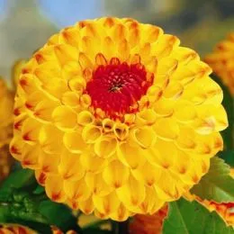 Жоржина Sunny Boy фото