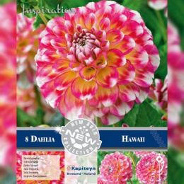 Жоржина Hawaii (Брендові цибулини KAPITEYN®) фото