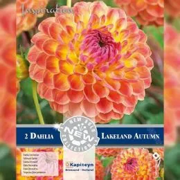 Жоржина Lakeland Autumn (Брендові цибулини KAPITEYN®) фото