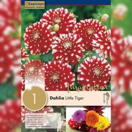 Жоржина Little Tiger (Брендові цибулини KAPITEYN®) фото