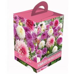 Жоржина PInk Box Summer Garden (Брендові цибулини KAPITEYN®) фото