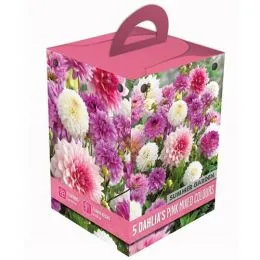 Жоржина PInk Box Summer Garden (Брендові цибулини KAPITEYN®) фото