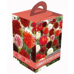 Жоржина Red Box Summer Garden (Брендові цибулини KAPITEYN®) фото