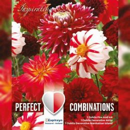 Жоржина Red & White Shades (Брендові цибулини KAPITEYN®) фото