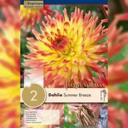 Жоржина Summer Breeze (Брендові цибулини KAPITEYN®) фото