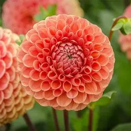 Жоржина Сornel Brons фото
