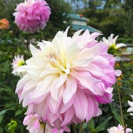 Жоржина Pink Petticoat фото