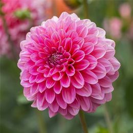 Жоржина Pink Runner фото