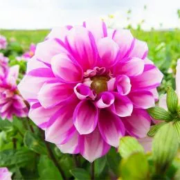 Жоржина Priceless Pink фото