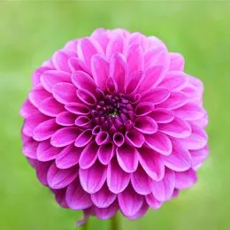 Жоржина Purple Fox фото