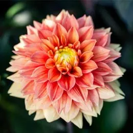 Жоржина Sunset Tropicana фото
