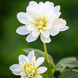 Жоржина White Onesta фото