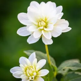 Жоржина White Onesta фото
