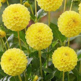 Жоржина Yellow Don фото