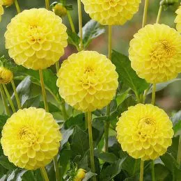 Жоржина Yellow Don фото