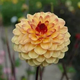 Жоржина Yellow Jill фото