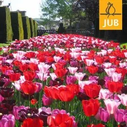 Мікс ландшафтний Daily News (Брендові цибулини Jub Holland) фото