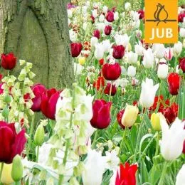 Мікс ландшафтний Daring Display (Брендові цибулини Jub Holland) фото
