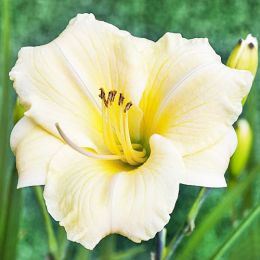 Лілейник Longfields Pearl фото