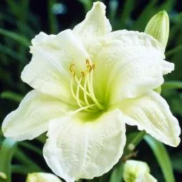 Лілейник White Temptation фото