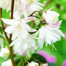 Дейція Pride of Rochester фото