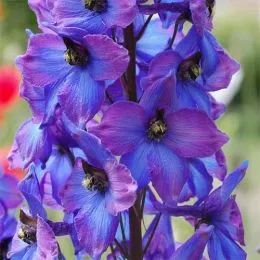 Дельфініум Gruenberg фото