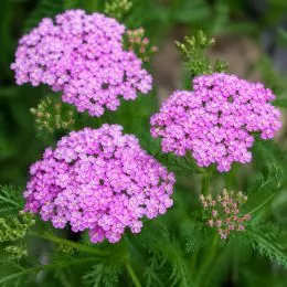Деревій Lilac Beauty фото