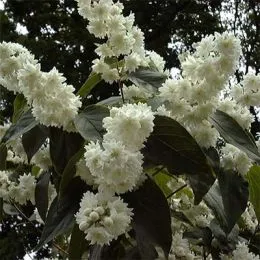 Дейція Magnifica фото