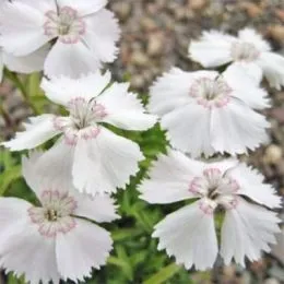Гвоздика Alpinus Albus фото