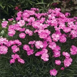 Гвоздика Dinetta Pink фото