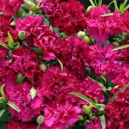 Гвоздика Magenta Fizz фото