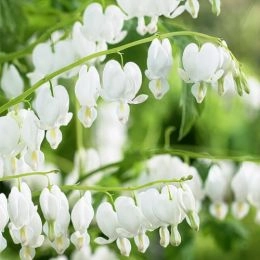 Дицентра Spectabilis Alba фото