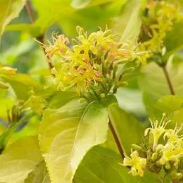 Дієрвіла Honeybee фото