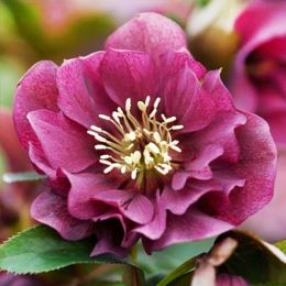 Морозник Double Ellen Red фото