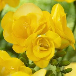 Фрезія Double Yellow фото