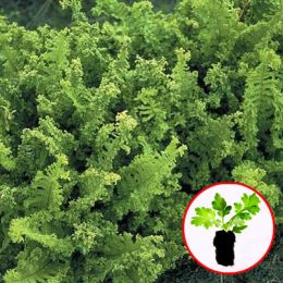 Дріоптерис Crispa Cristata фото