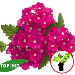Вербена Empress Hot Pink Charme фото