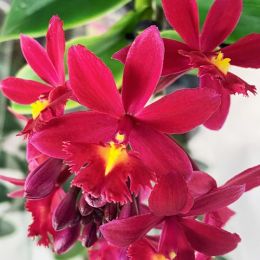 Орхідея Epidendrum Red фото