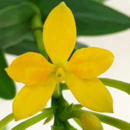 Орхідея Epidendrum Yellow фото