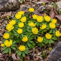 Ерантіс Cilicica фото