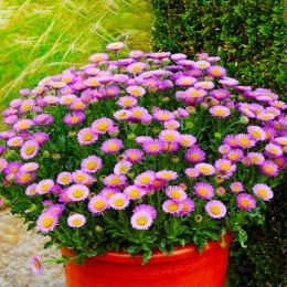 Злинка Sea Breeze фото