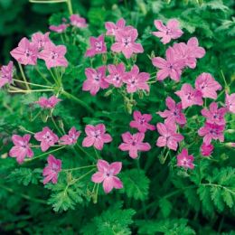Еродіум Manescavii фото