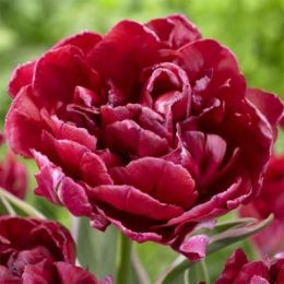Тюльпан Eternal Flame фото